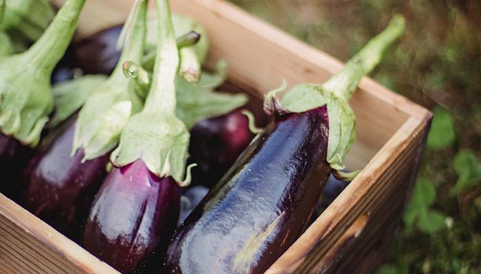 African Garden Eggplant