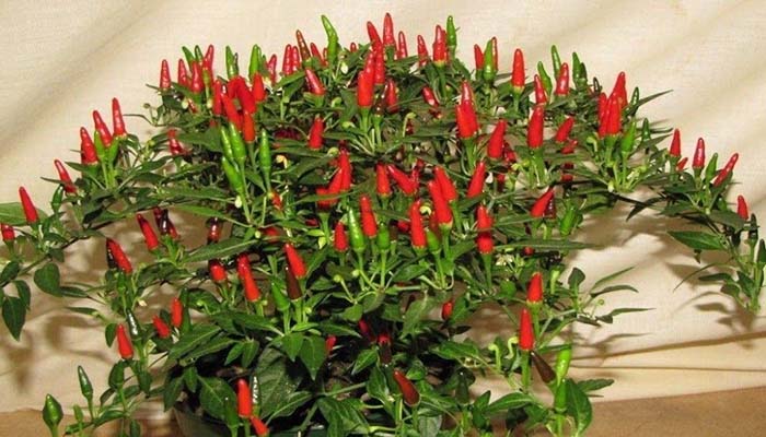 Short Thai Chili